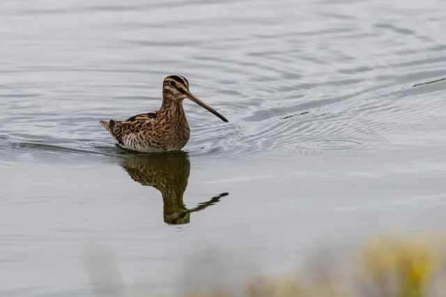 Common Snipe (Gallinago gallinago)