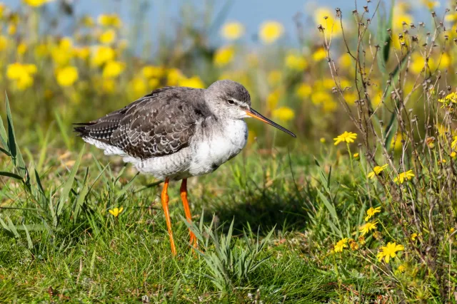 Spotted redshank (Tringa erythropus)