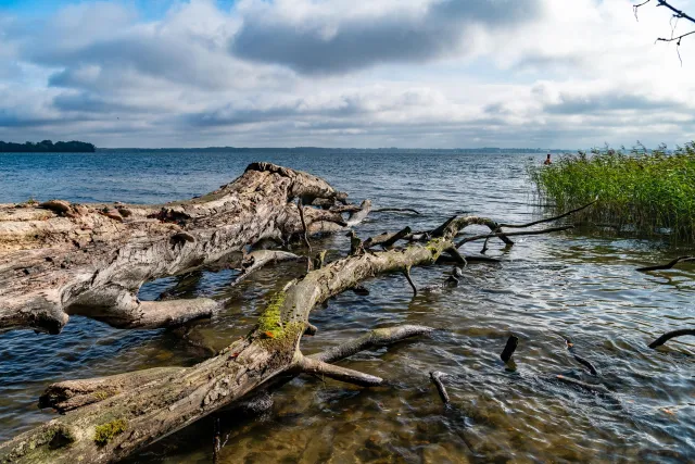 Trees in Lake Schwerin