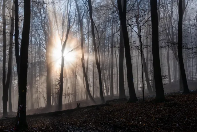 Sun and fog in the beech forest