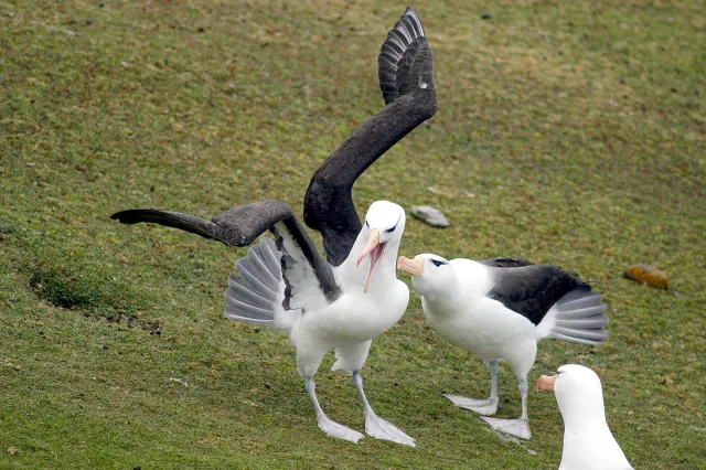 Black-browed albatrosses in the Falklands