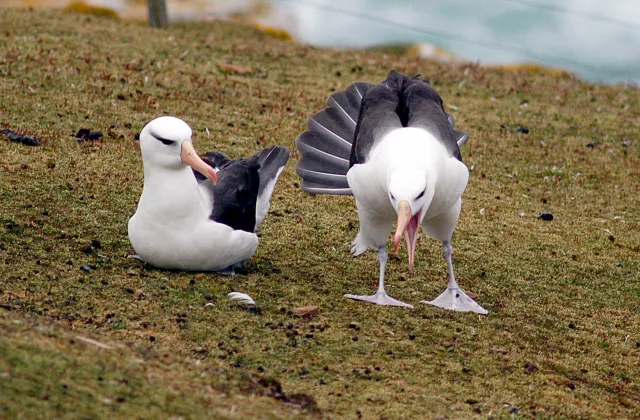 Schwarzbrauenalbatrosse auf den Falklands