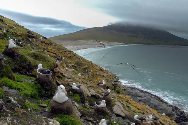 Black-browed albatrosses in the Falklands