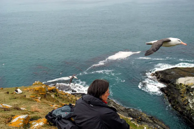 Black-browed albatrosses in the Falklands