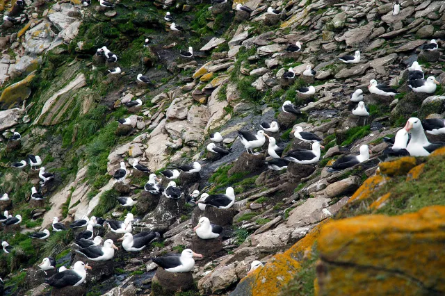 Black-browed albatrosses in the Falklands