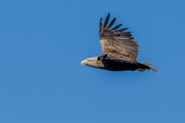 White-tailed eagles over the Trollfjord