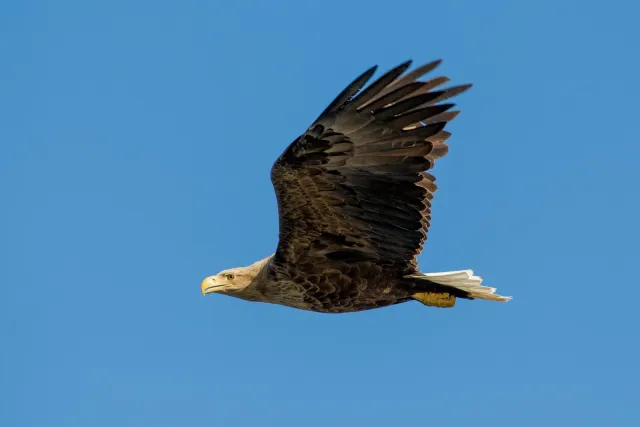 Seeadler auf den Lofoten