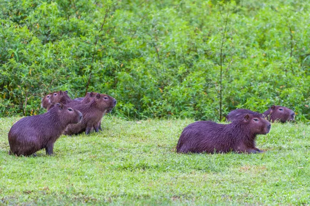 Capybara (Hydrochoerus hydrochaeris) in Gamboa