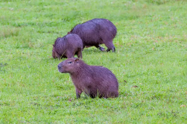 Capybara oder Wasserschwein (Hydrochoerus hydrochaeris)