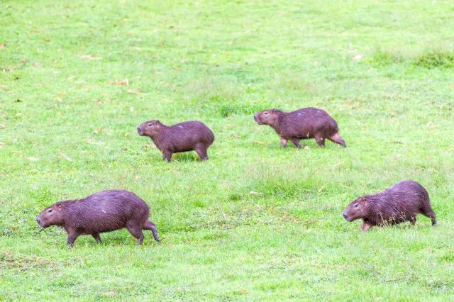 Capybara (Hydrochoerus hydrochaeris) in Gamboa