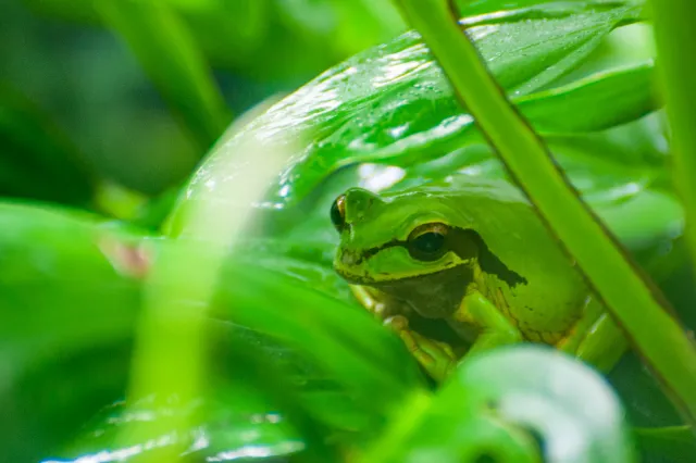 Rana Arboricola Enmascarada oder Masked Treefrog (Smilisca phaeota)