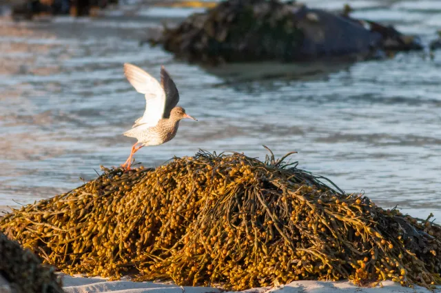 Redshank in Lofoten