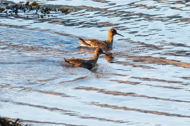 Redshank in "Action"