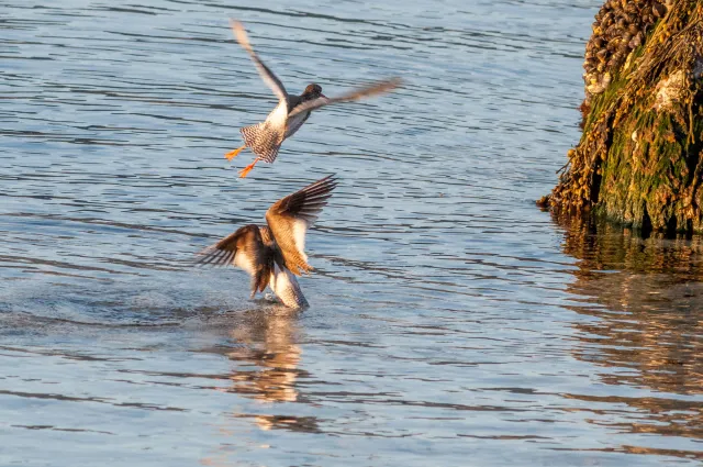 Redshank in "Action"