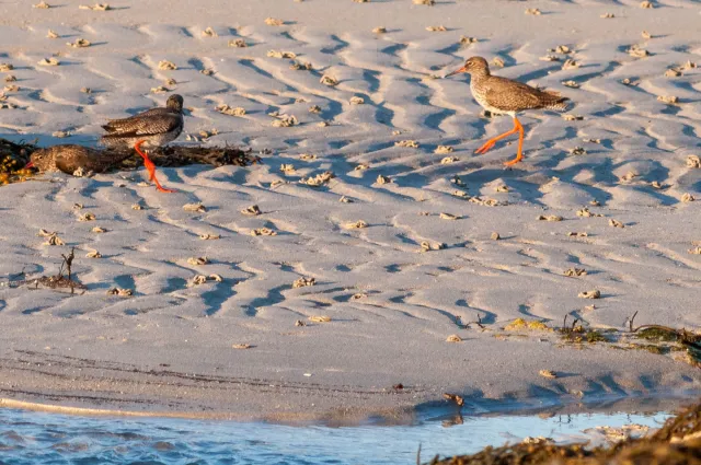 Redshank in "Action"