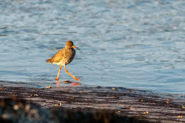 Redshank in Lofoten