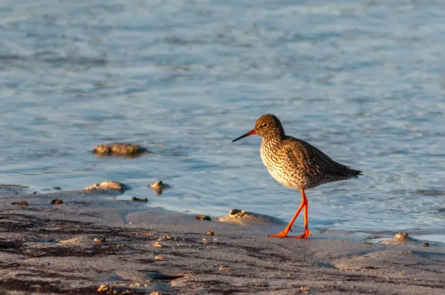 Redshank in Lofoten