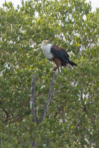 Afrikanische Schreiseeadler (Haliaeetus vocifer)