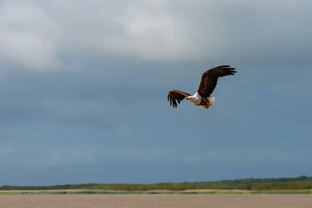 African fish eagle (Haliaeetus vocifer)