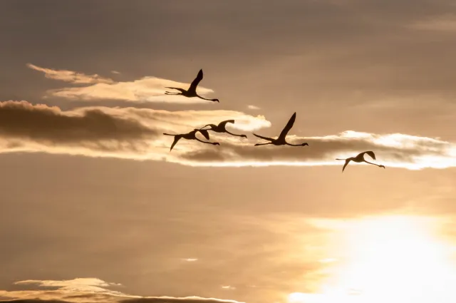 Flamingos at the sundowner