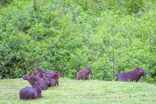 Capybara oder Wasserschwein (Hydrochoerus hydrochaeris)