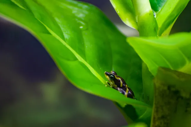 Sapito Limoso Panameno oder Panamanian Mossy Harlequin Toad (Atelopus limosus)