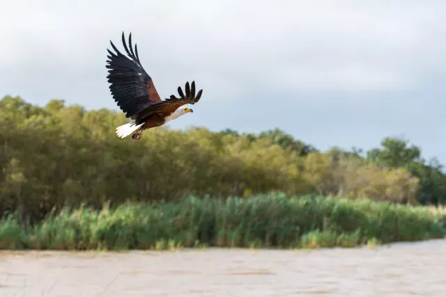 Schreiseeadler beim Fischfang