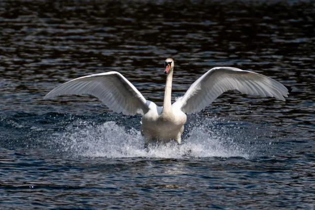 Landing swan