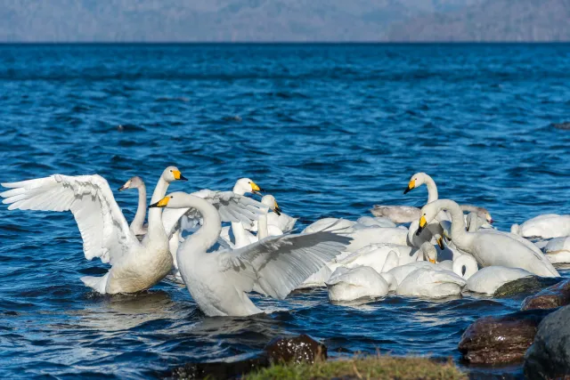 Whooper swans on Lake Kussharo in Hokkaido