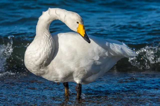 Whooper swans on Lake Kussharo in Hokkaido