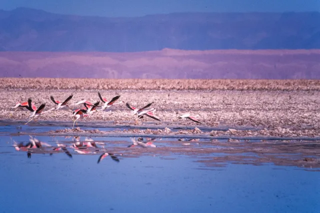 Andenflamingos im Salar de Atacama