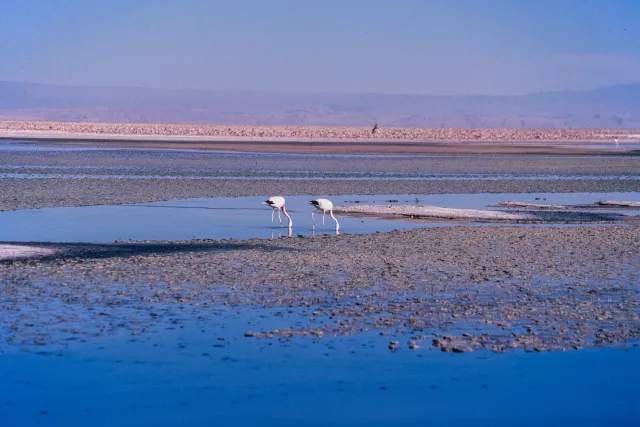 Andean flamingos in the Salar de Atacama