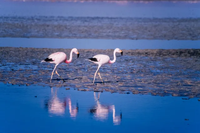 Andenflamingos im Salar de Atacama