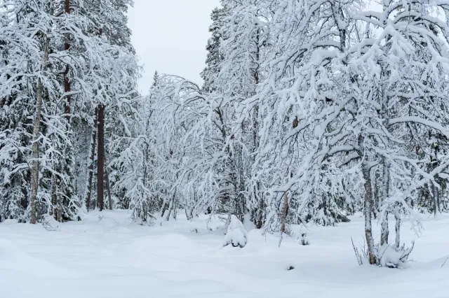 Schnee in den Wäldern