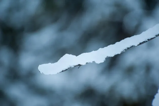 Snow in the woods