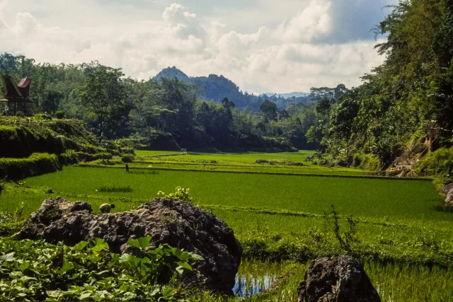 The rice fields of the highlands