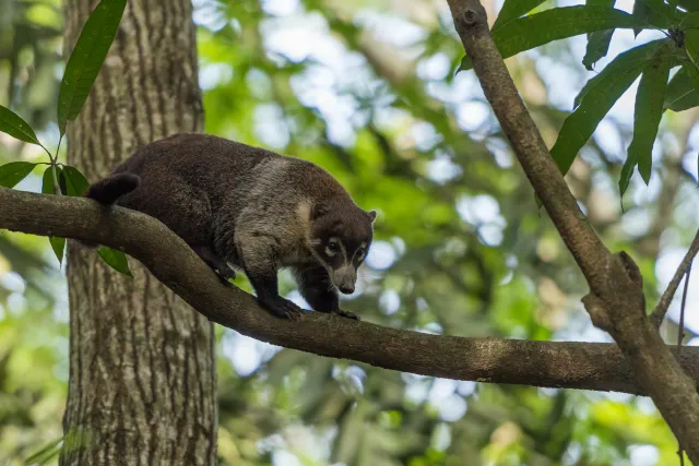 Nasenbär auf Bäumen im Urwald bei Villahermosa 