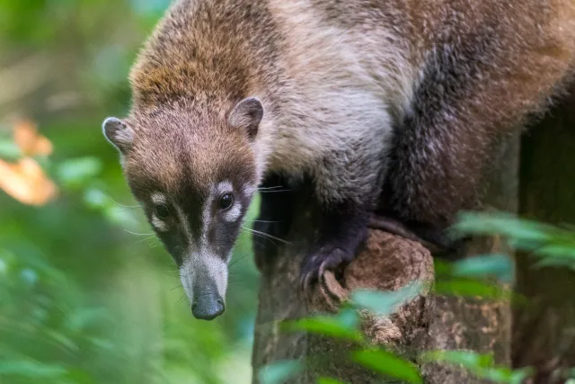 Nasenbär auf der Nahrungssuche am Boden im Urwald bei Villahermosa 