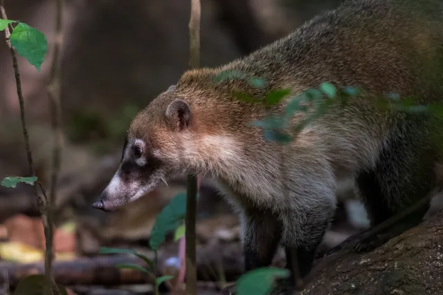 Nasenbär auf der Nahrungssuche am Boden im Urwald bei Villahermosa 