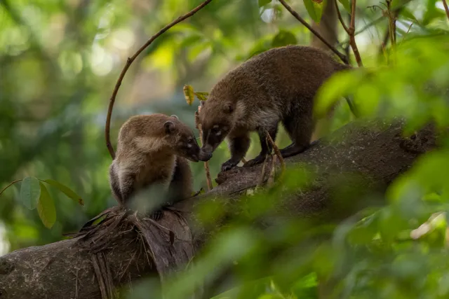 Nasenbär auf Bäumen im Urwald bei Villahermosa 