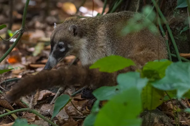 Nasenbär auf der Nahrungssuche am Boden im Urwald bei Villahermosa 