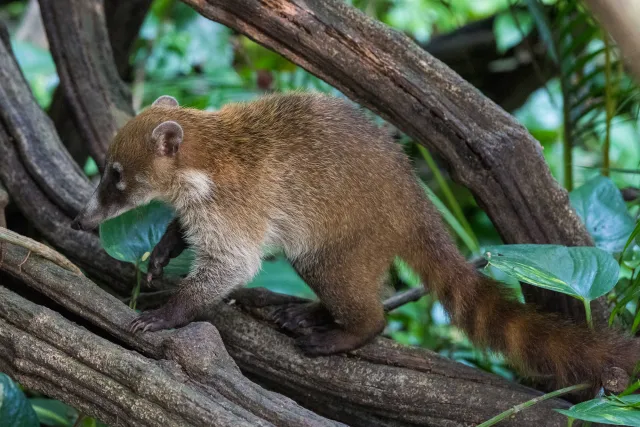 Nasenbär im Urwald bei Villahermosa 