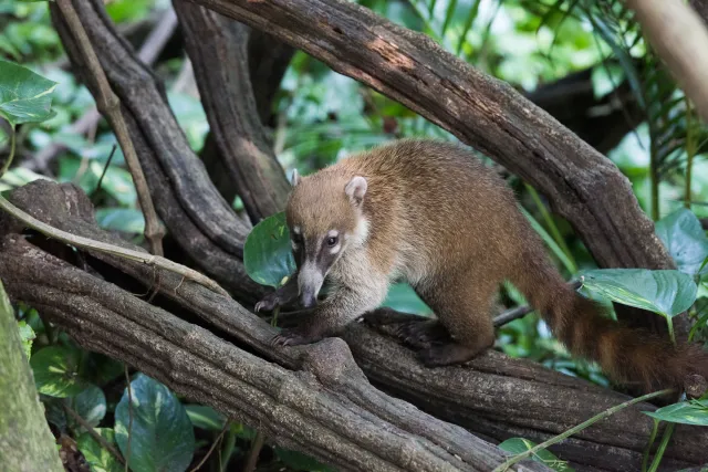 Coati in the jungle near Villahermosa