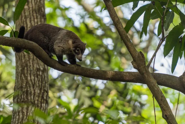 Nasenbär auf Bäumen im Urwald bei Villahermosa 