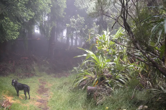 Tamarind trees, giant ferns and cedars in the fog of the Forêt de Bébour