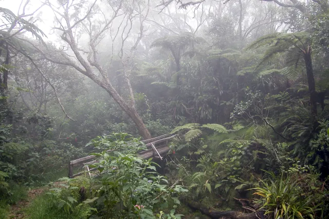 Tamarind trees, giant ferns and cedars in the fog of the Forêt de Bébour