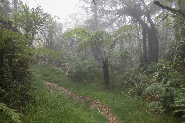 Tamarind trees, giant ferns and cedars in the fog of the Forêt de Bébour