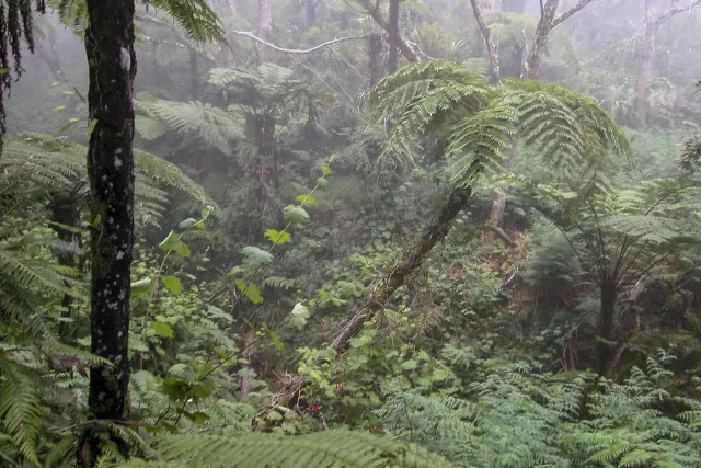 Tamarindenbäume, Riesenfarne und Zedern im Nebel des Forêt de Bébour