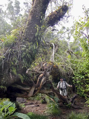 Tamarind trees, giant ferns and cedars in the fog of the Forêt de Bébour