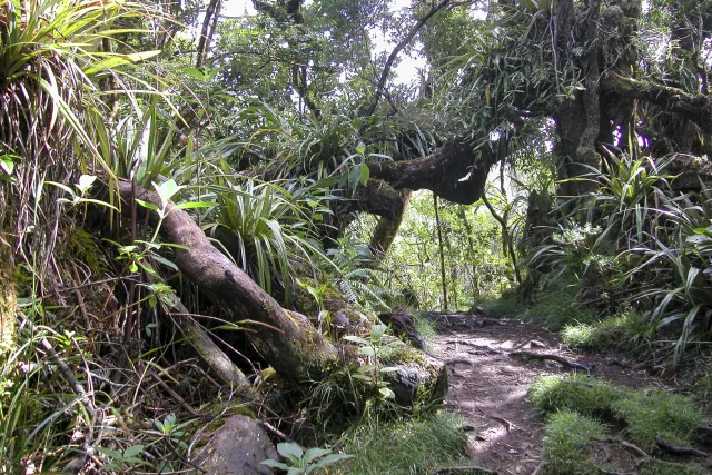 Tamarind trees, giant ferns and cedars in the fog of the Forêt de Bébour